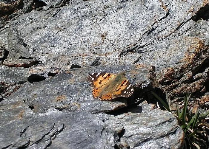 Alpenblick Apartmán *